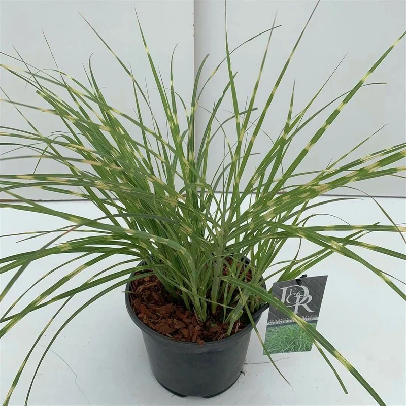 Miscanthus sin. 'Pink Cloud' C5 (5 liters kruka) / 23 cm kruka