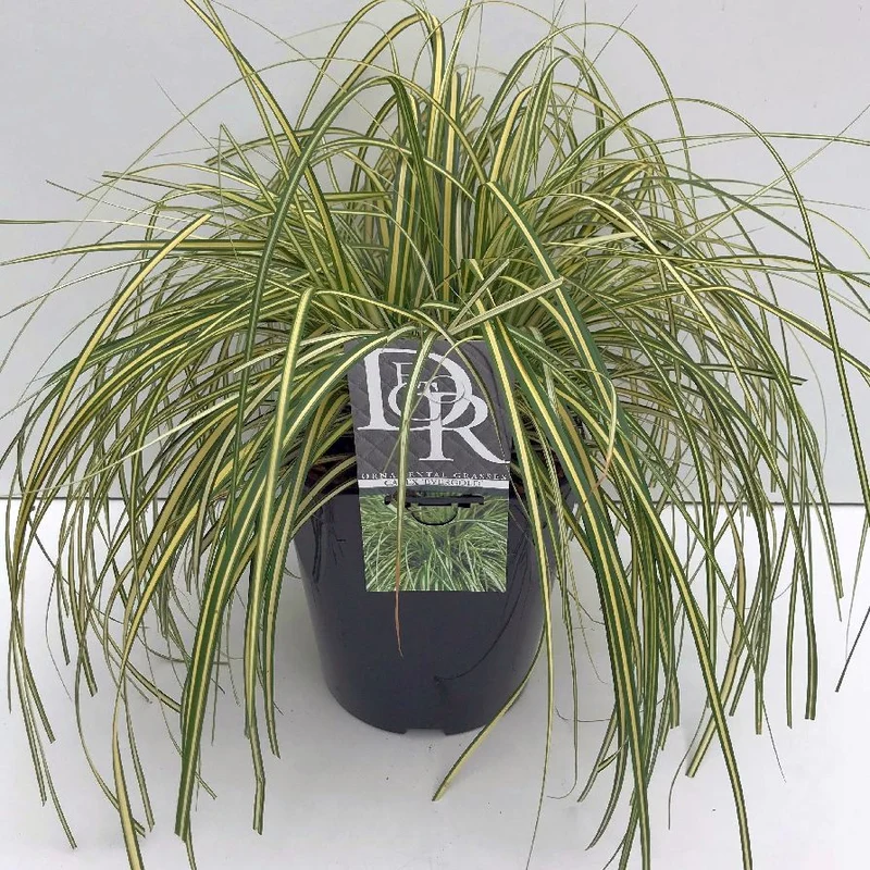 Carex oshim. 'Evergold' C5 (5 liters kruka)