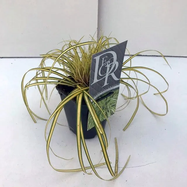Carex oshim. 'Evergold' C1 (1 liters kruka)
