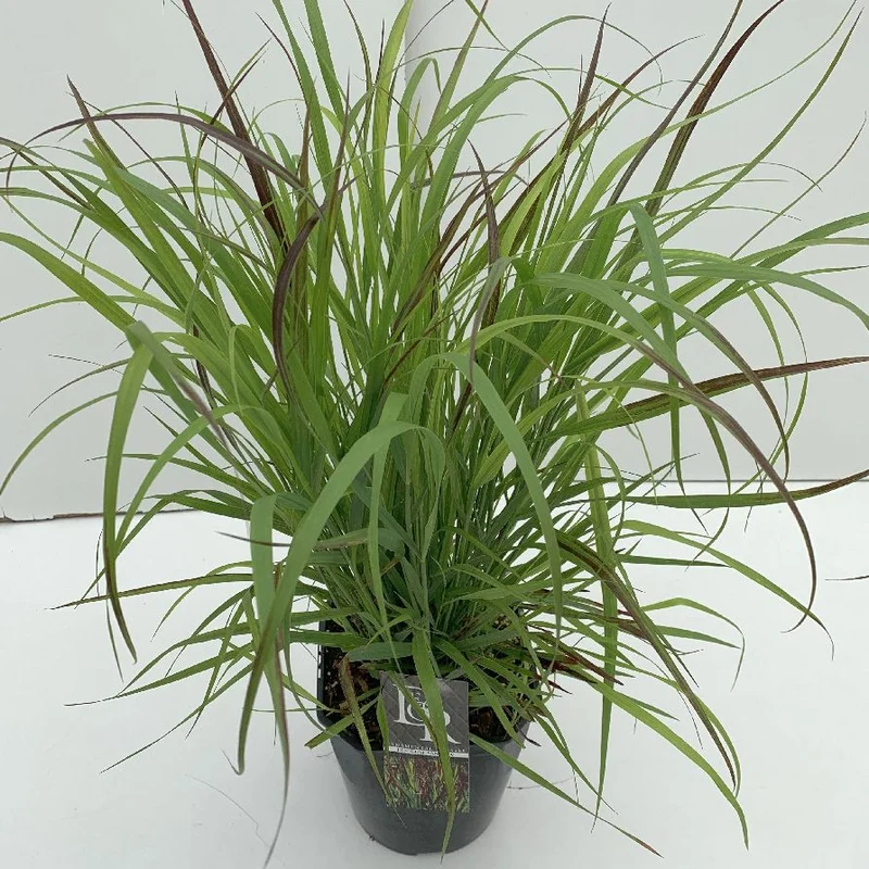Panicum 'Sangria' C5 (5 liters kruka / 23 cm kruka)