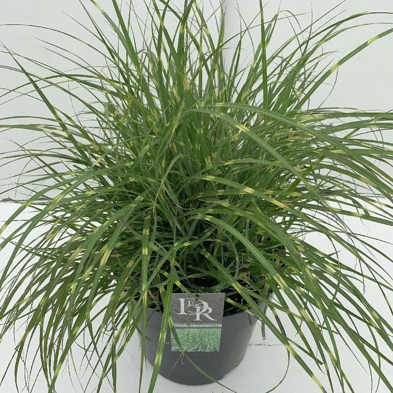 Miscanthus sin. 'Little Zebra' C10 (10 liters kruka)
