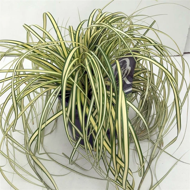 Carex oshimensis 'Evergold' C2 (2 liters kruka)
