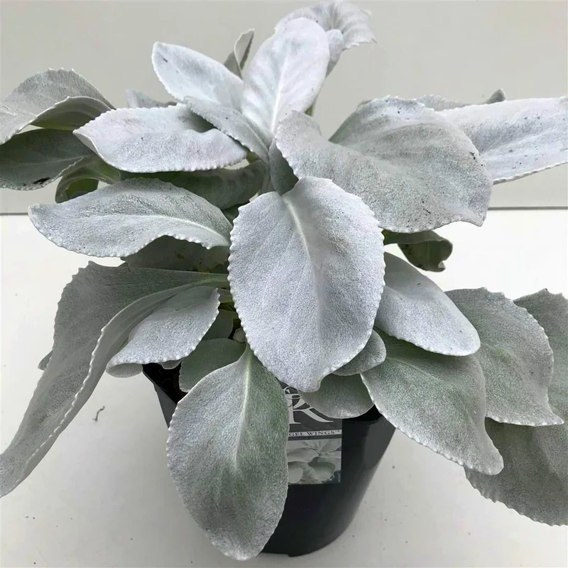 Senecio 'Angel Wings' C5 (5 liters kruka)