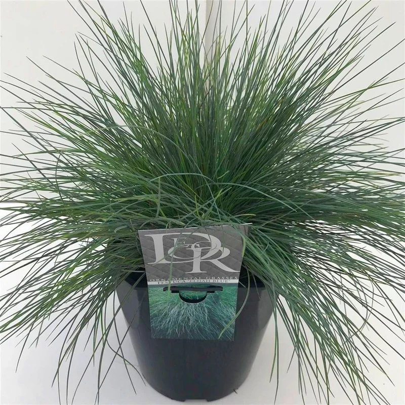 Festuca glauca 'Elijah Blue' C5 (5 liters kruka)