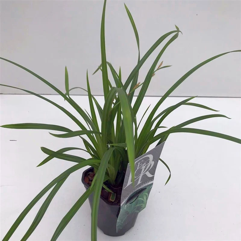 Carex 'Vanilla Ice' C5 (5 liters kruka)