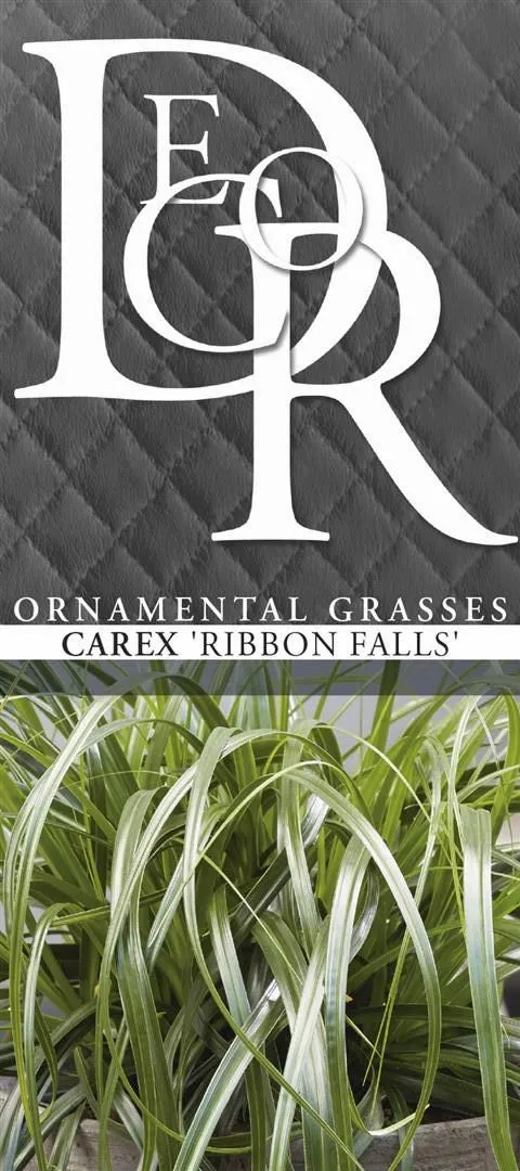 Carex 'Ribbon Falls' C5 (5 liters kruka)