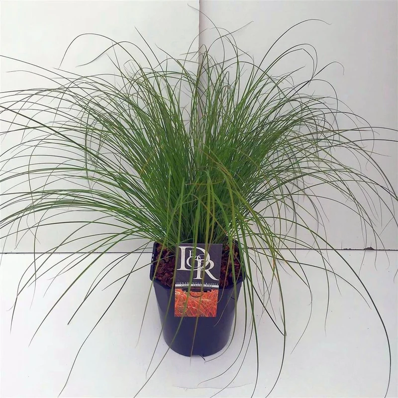 Carex testacea 'Prairie Fire' C5 (5 liters kruka)