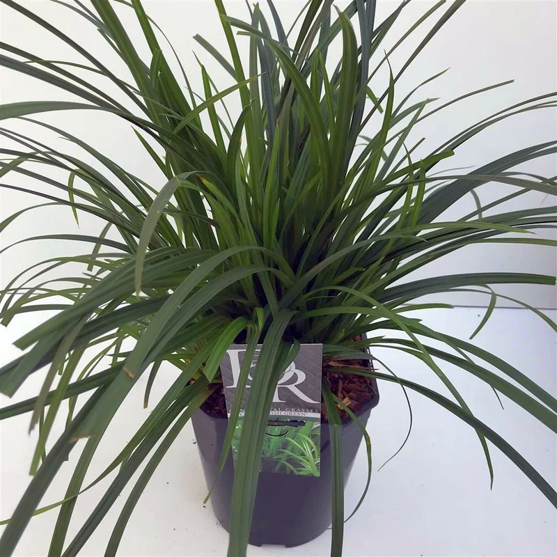 Carex morr. 'Irish Green' C5 (5 liters kruka)