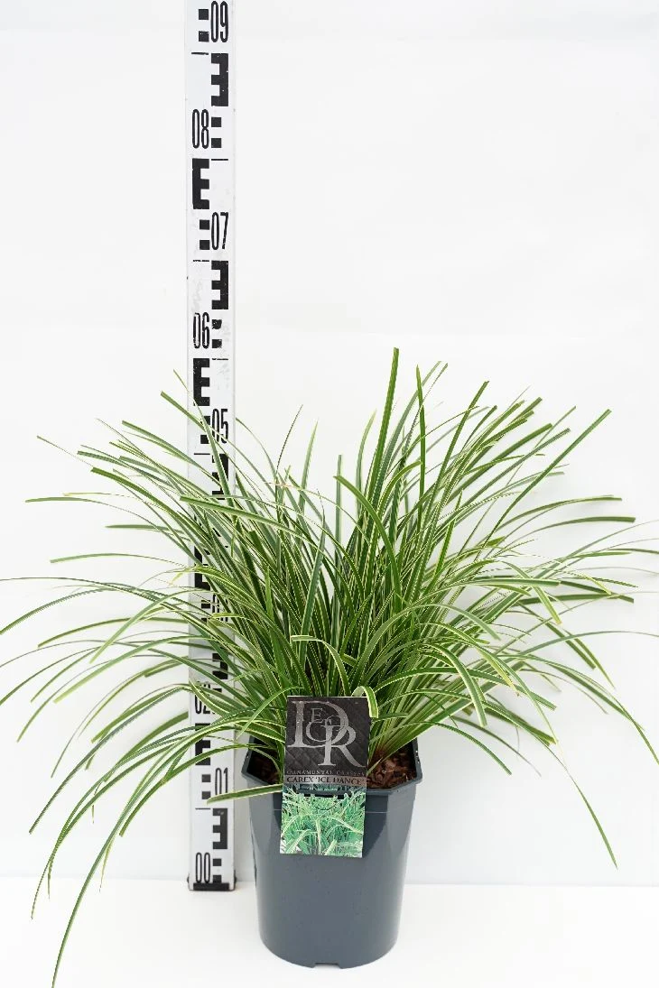Carex morr. 'Ice Dance' C5 (5 liters kruka)
