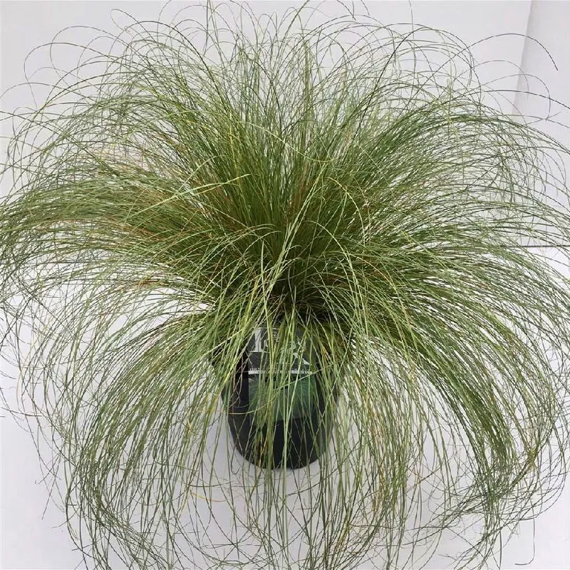 Carex comans 'Frosted Curls' C5 (5 liters kruka / 23 cm kruka)