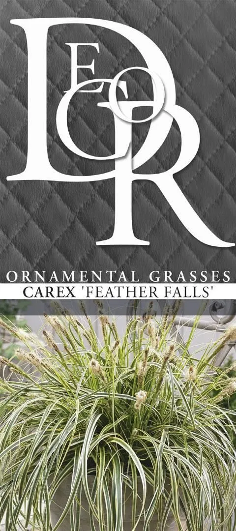 Carex 'Feather Falls' C5 (5 liters kruka)