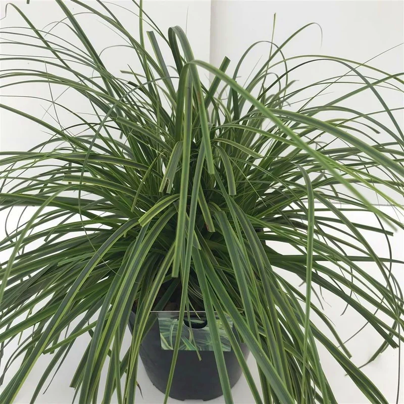Carex 'Everlime' C5 (5 liters kruka)