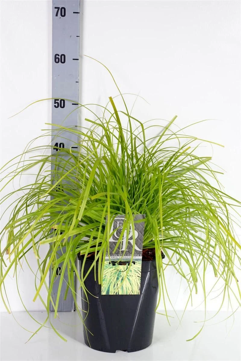 Carex oshim. 'Everillo' C5 (5 liters kruka / 23 cm kruka)