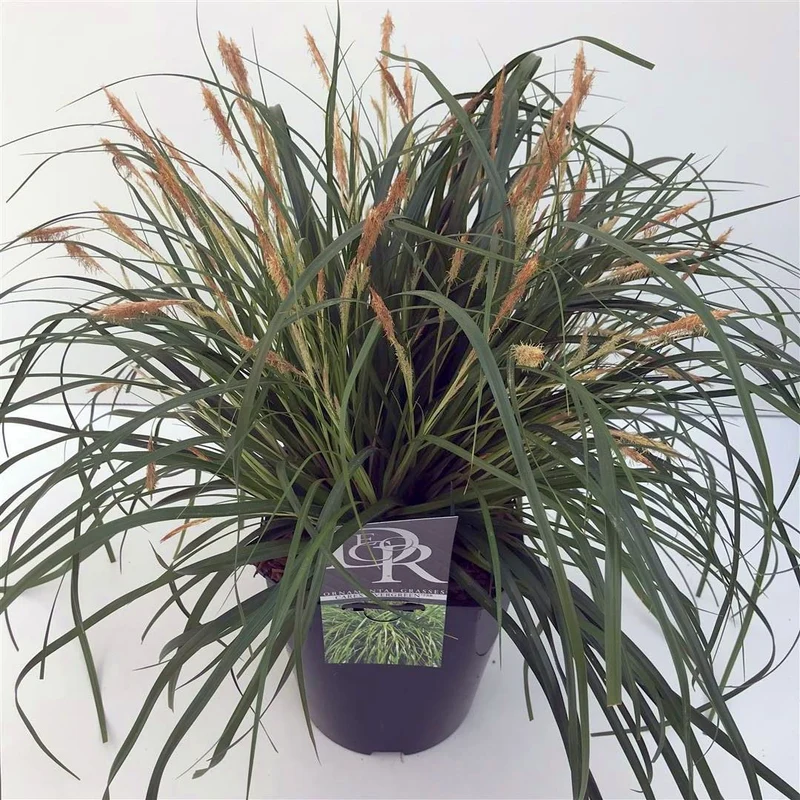 Carex 'Evergreen' C5 (5 liters kruka)
