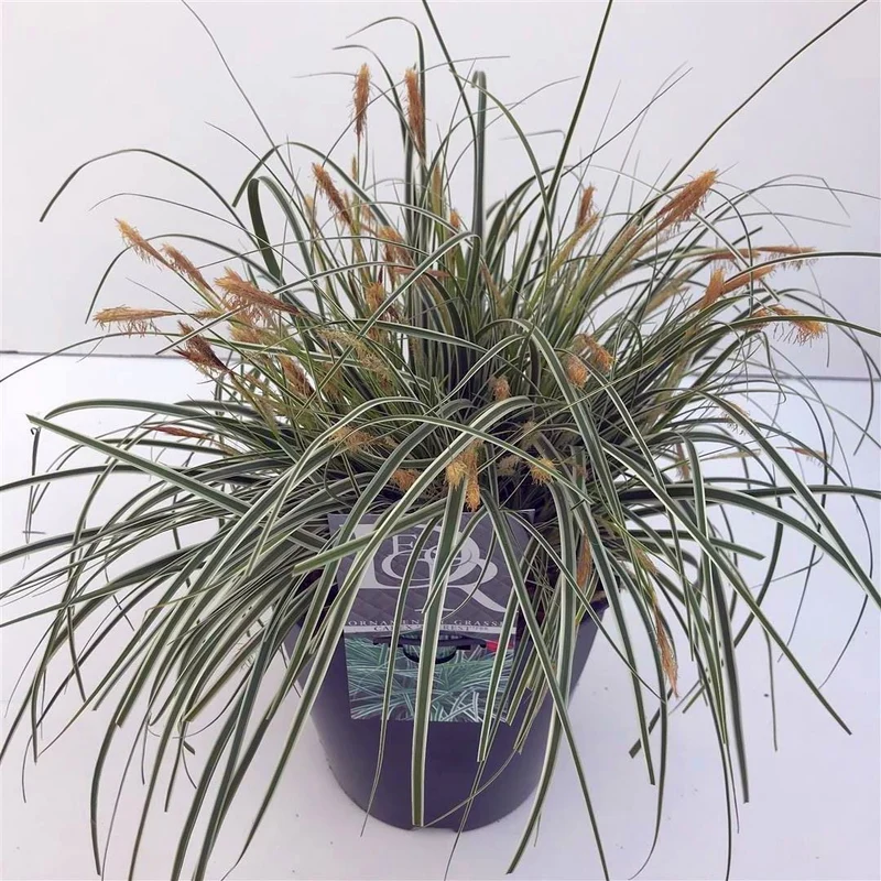 Carex oshimensis 'Everest' C5 (5 liters kruka)