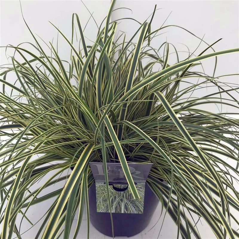 Carex 'Evercream' C5 (5 liters kruka) / 23 cm kruka