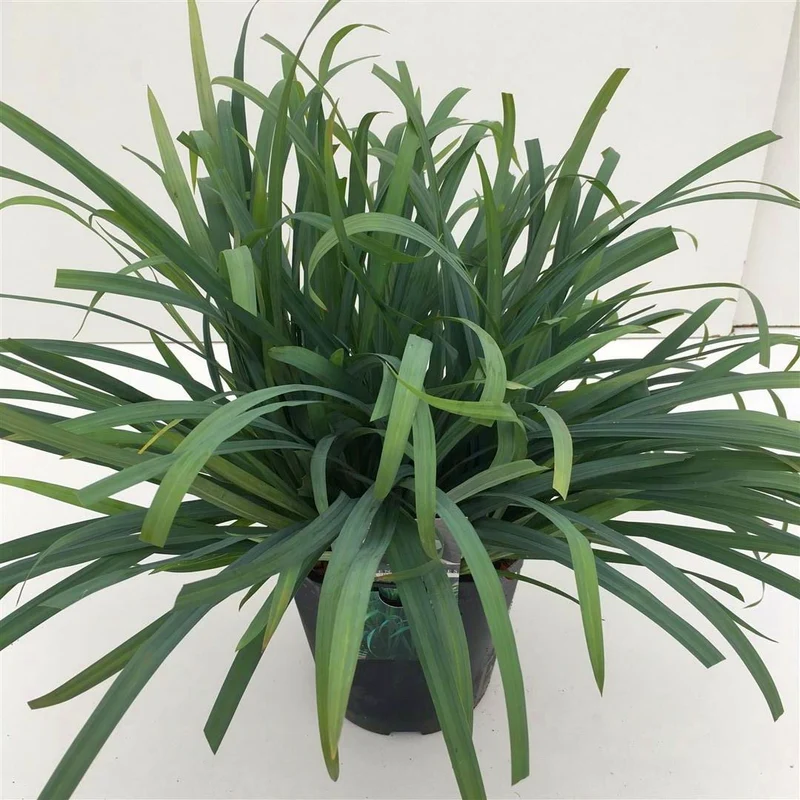 Carex 'Bunny Blue' C5 (5 liters kruka) / 23 cm kruka