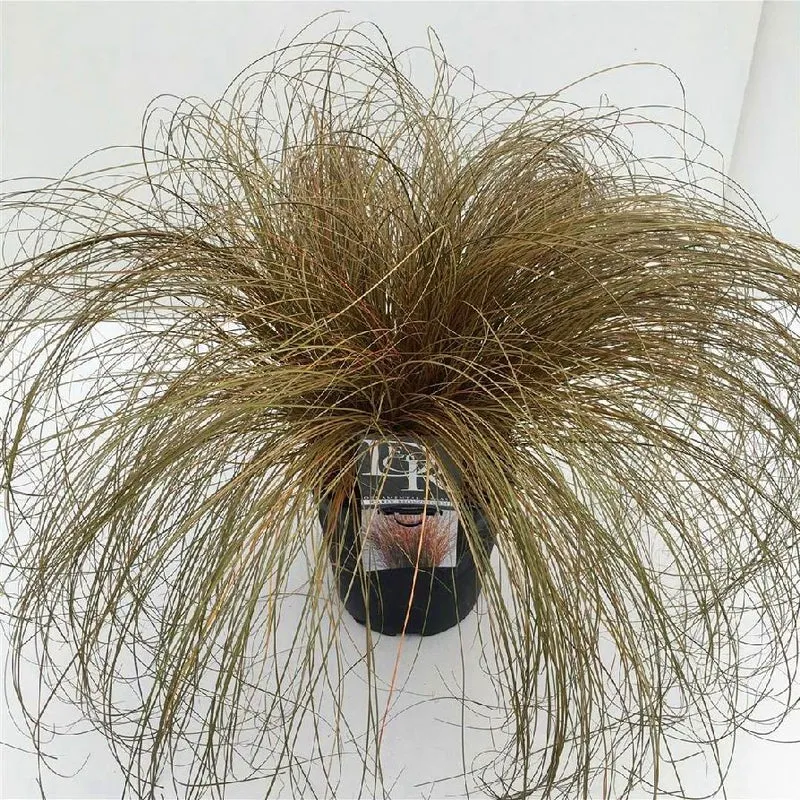 Carex 'Bronze Form' C5 (5 liters kruka)