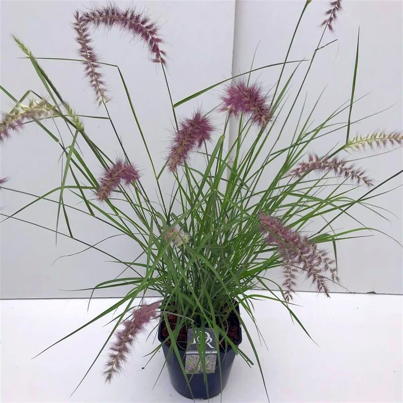 Pennisetum 'Karley Rose' C5 (5 liters kruka)