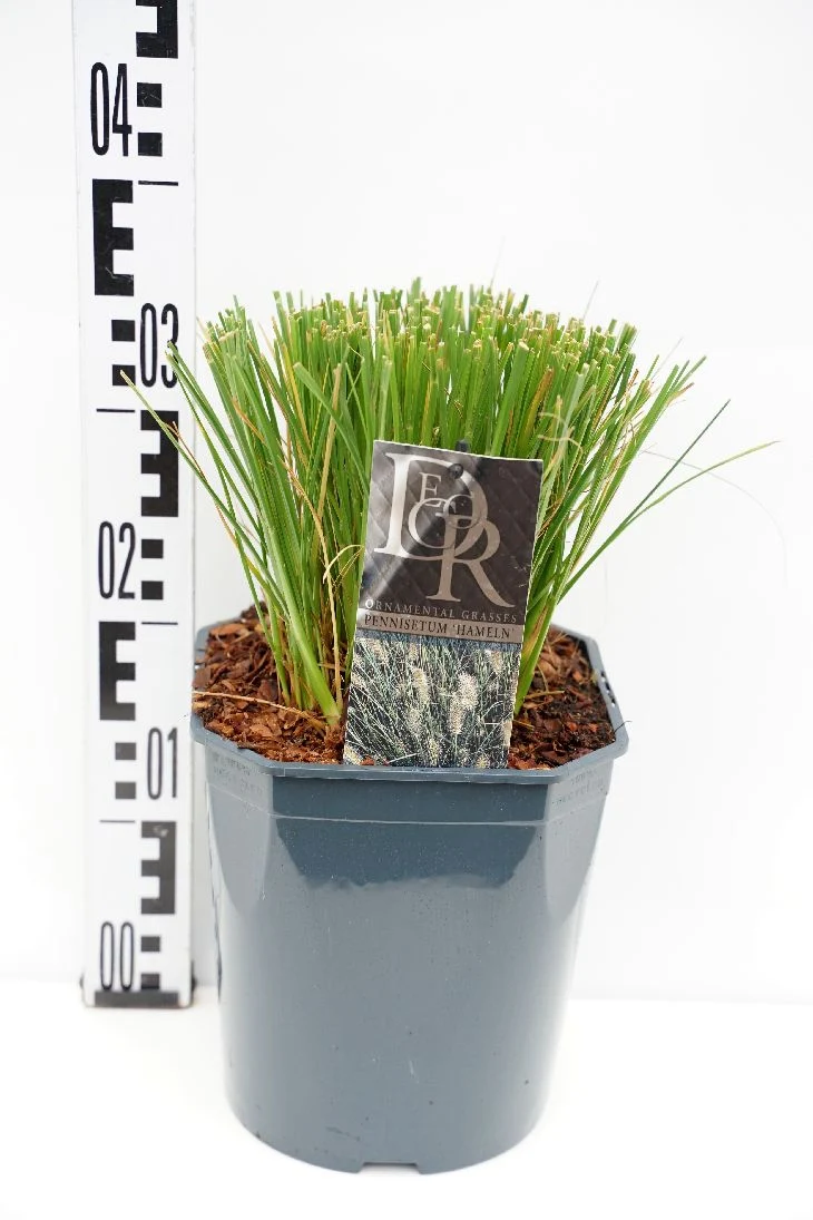 Pennisetum al. 'Hameln' C5 (5 liters kruka / 23 cm kruka)
