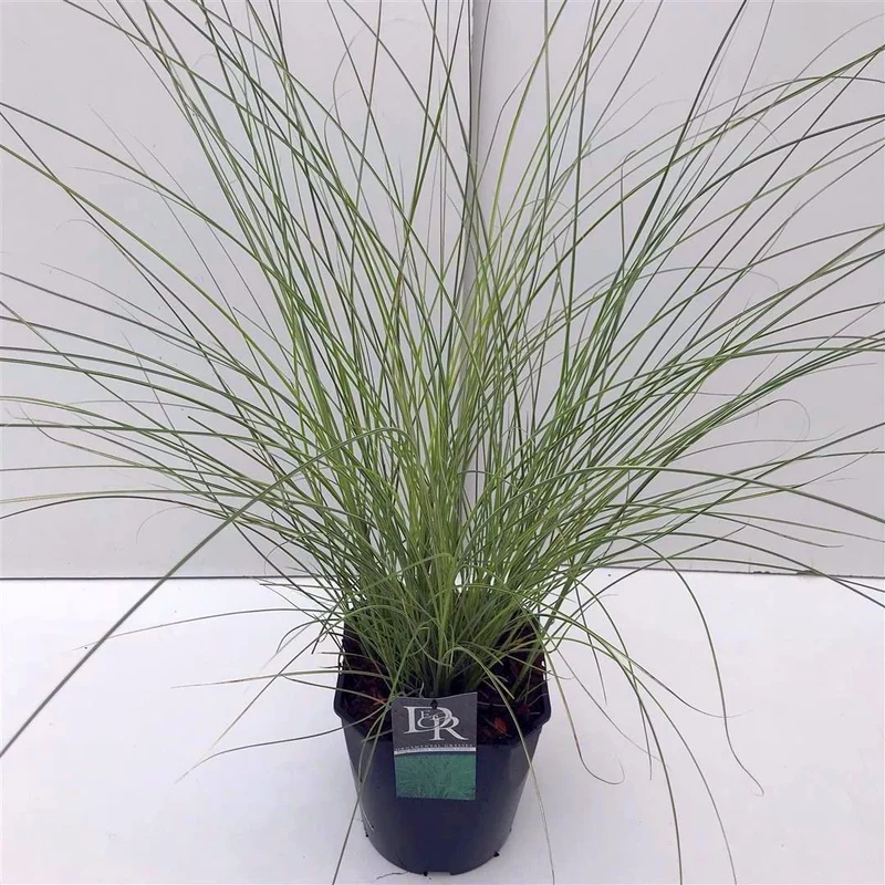 Miscanthus sinensis 'Morning Light' C5 (5 liters kruka)