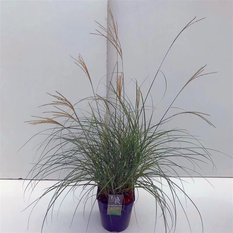 Miscanthus sin. 'Adagio' C5 (5 liters kruka)