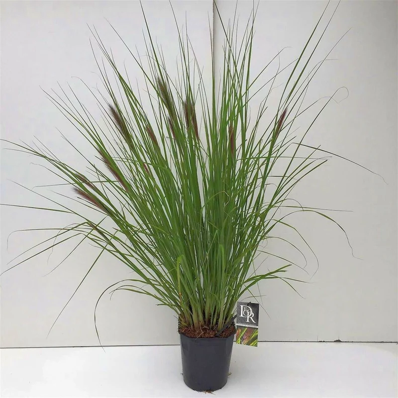 Pennisetum al. 'Viridescens' C5 (5 liters kruka / 23 cm kruka)
