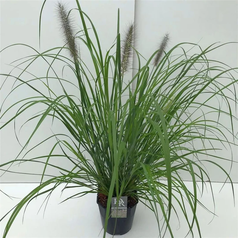 Lampborstgräs Pennisetum al. 'Red Head' C5 (5 liters kruka)