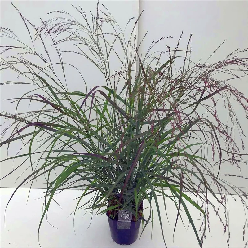 Panicum virgatum 'Squaw' C5 (5 liters kruka)