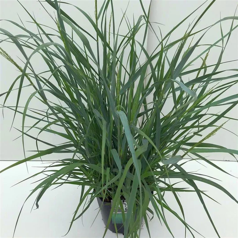 Panicum virgatum 'Prairie Sky' C5 (5 liters kruka) / 23 cm kruka