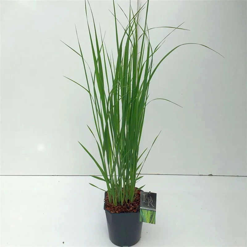 Panicum virgatum 'Northwind' C5 (5 liters kruka / 23 cm kruka)