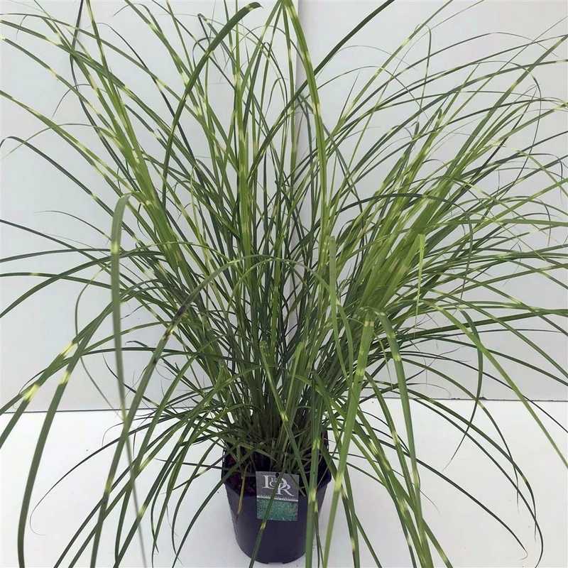 Miscanthus sin. 'Strictus' C5 (5 liters kruka / 23 cm kruka)