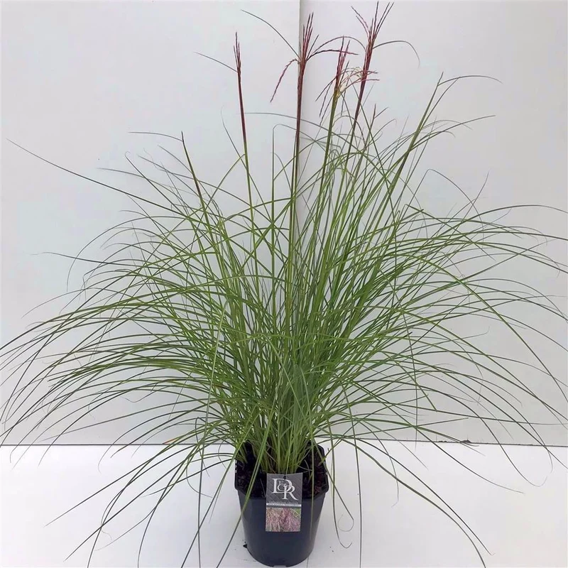 Miscanthus sin. 'Red Cloud' C5 (5 liters kruka)