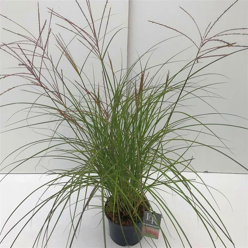 Miscanthus sinensis 'Red Chief' C5 (5 liters kruka)
