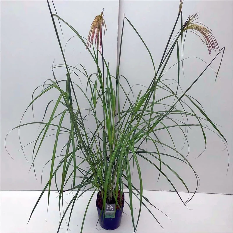 Miscanthus sinensis 'Malepartus' C5 (5 liters kruka)