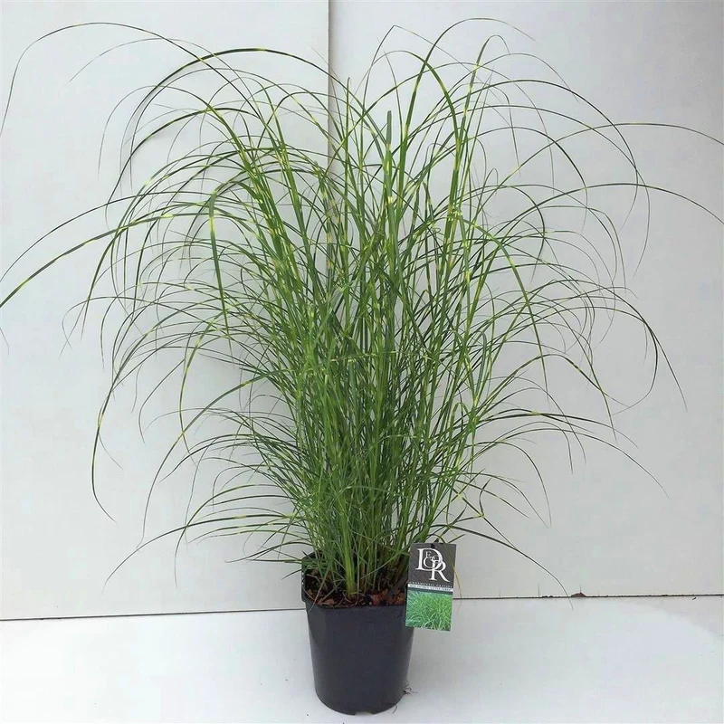 Miscanthus sin. 'Little Zebra' C5 (5 liters kruka / 23 cm kruka)