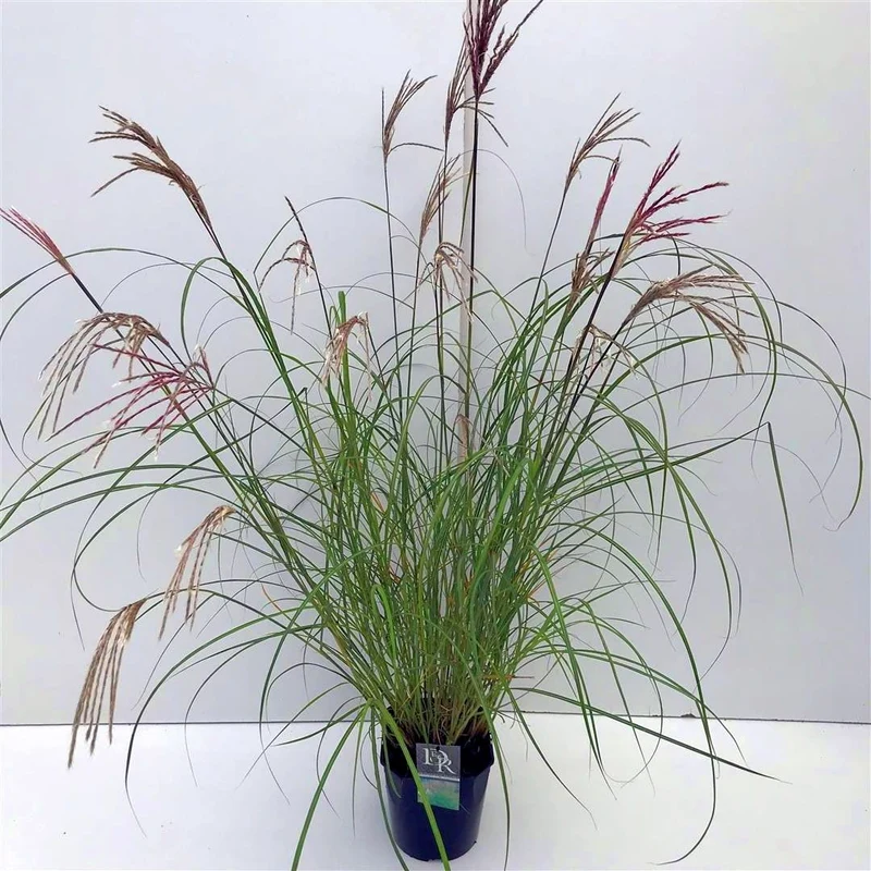 Miscanthus sin. 'Kleine Silbersp.' C5 (5 liters kruka)