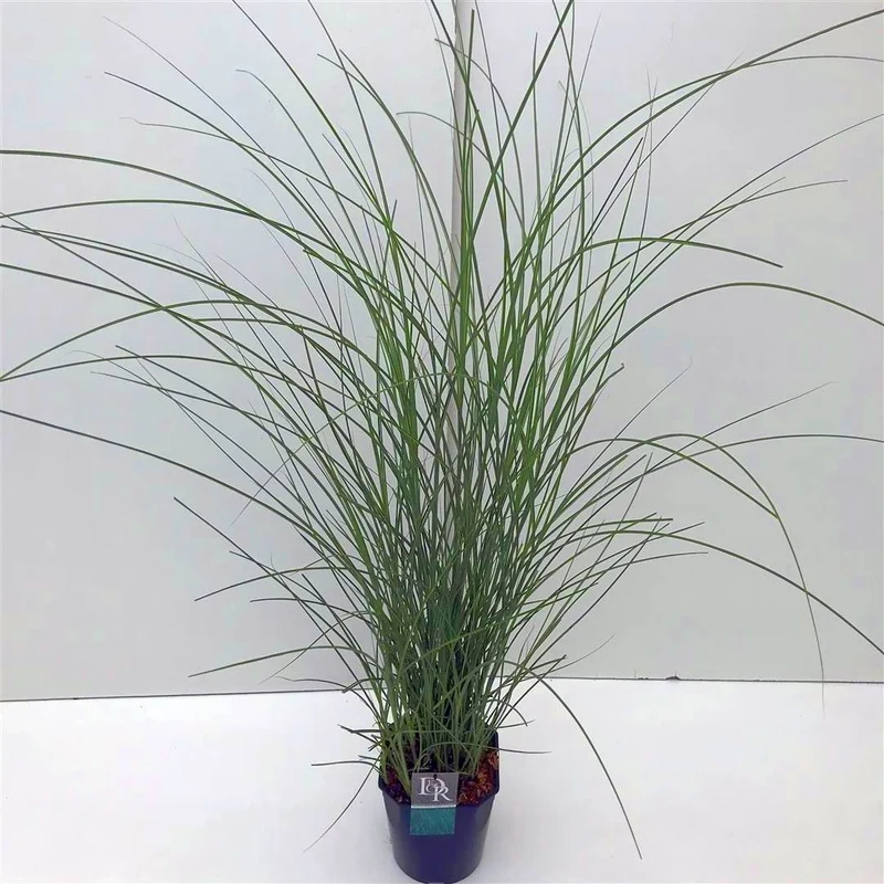 Miscanthus sin. 'Gracillimus' C5 (5 liters kruka)