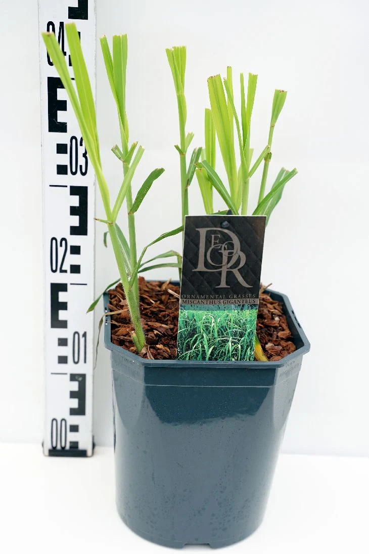 Miscanthus sin. 'Giganteus' C5 (5 liters kruka / 23 cm kruka)