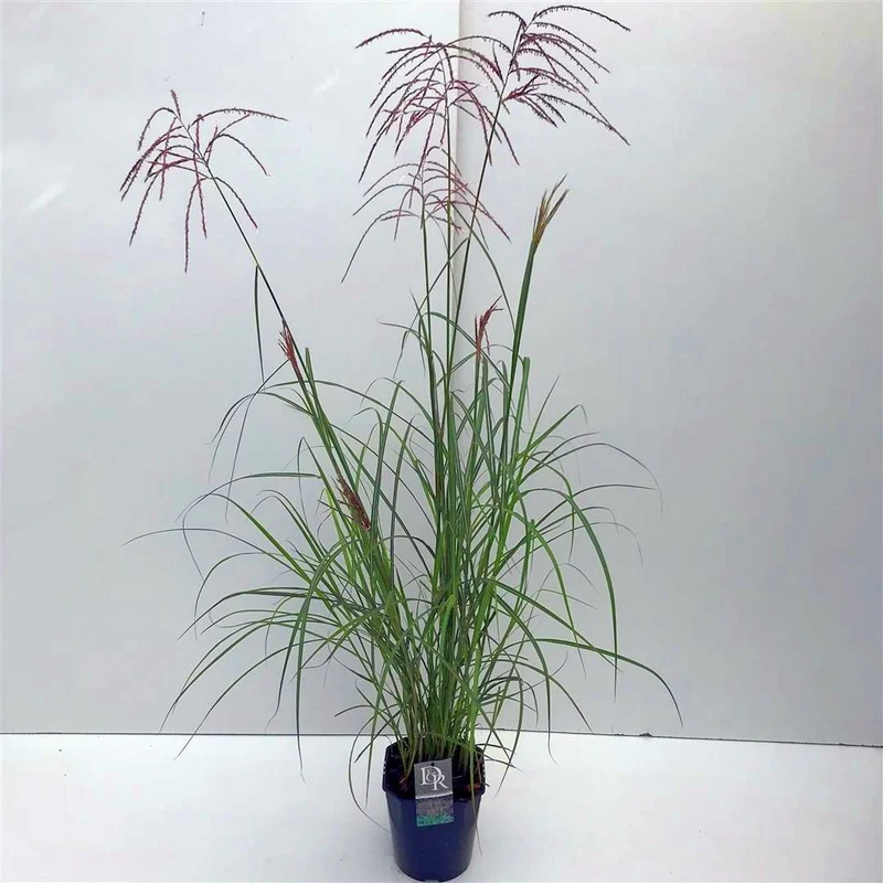 Miscanthus sin. 'Ferner Osten' C5 (5 liters kruka)
