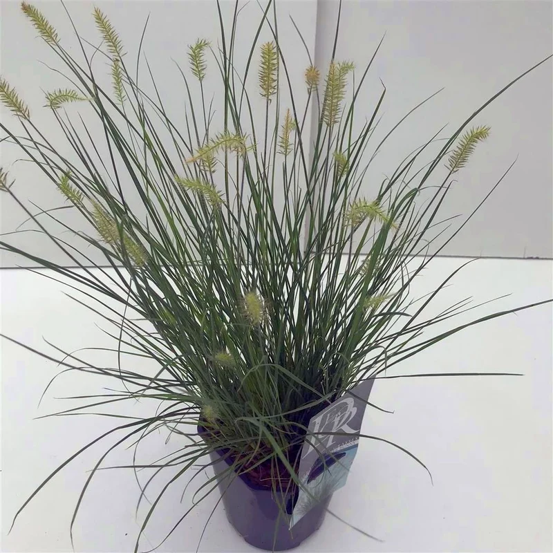 Pennisetum al. 'Little Bunny' C2 (2 liters kruka) / 17 cm kruka
