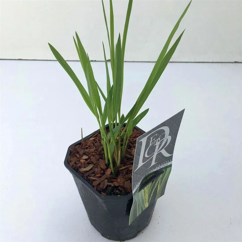 Panicum virgatum 'Northwind' C2 (2 liters kruka / 17 cm kruka)