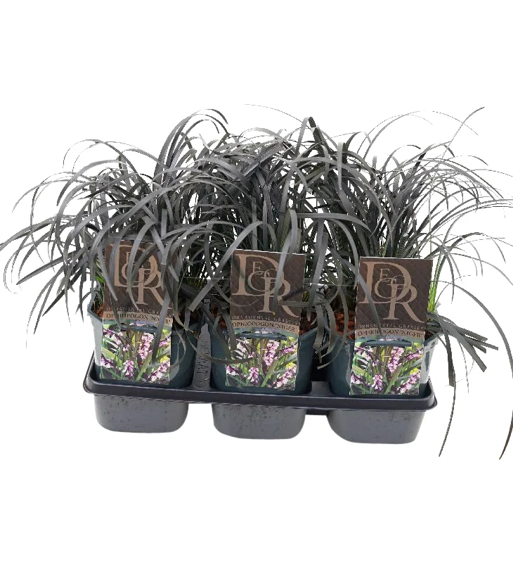 Ophiopogon planiscapus 'Niger' C2 (2 liters kruka) / 17 cm kruka