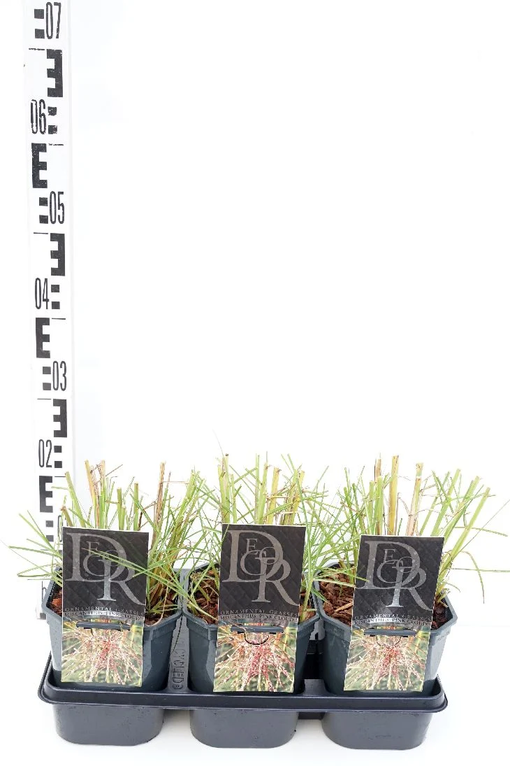 Miscanthus sin. 'Pink Cloud' C2 (2 liters kruka)