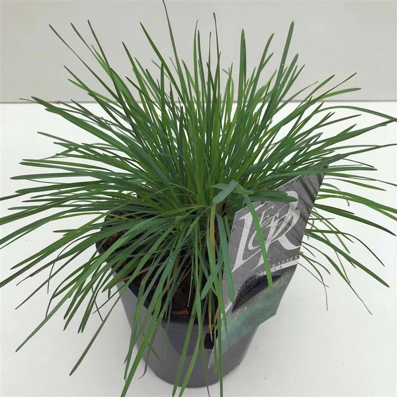 Koeleria glauca C2 (2 liters kruka)