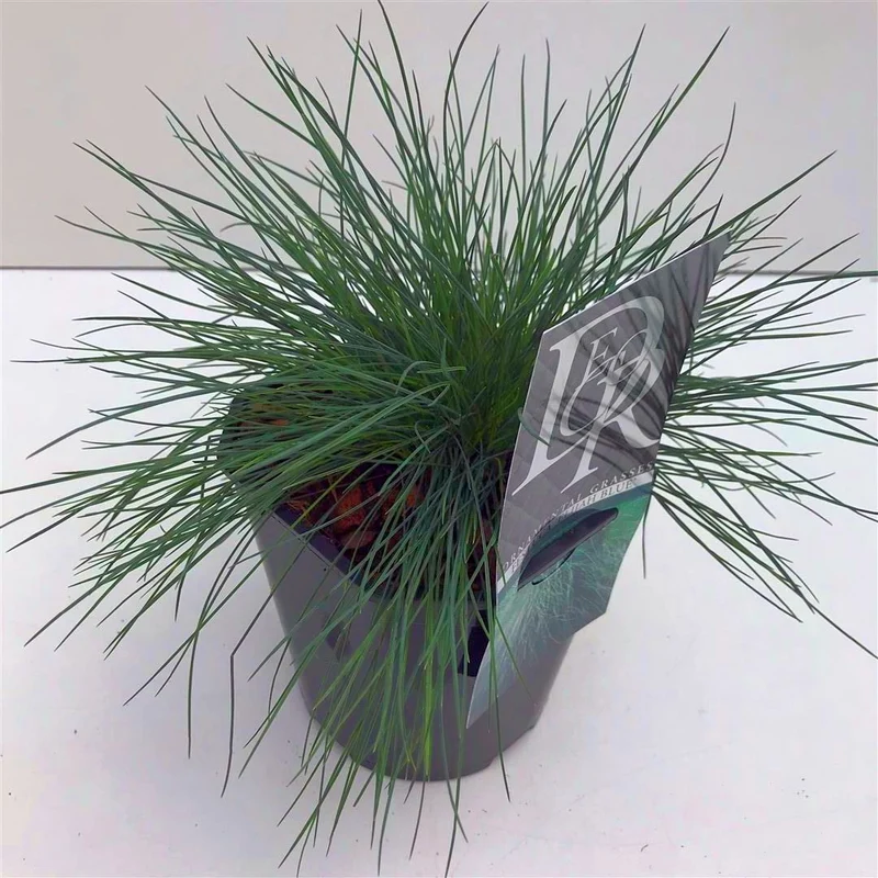 Festuca glauca 'Elijah Blue' C2 (2 liters kruka)