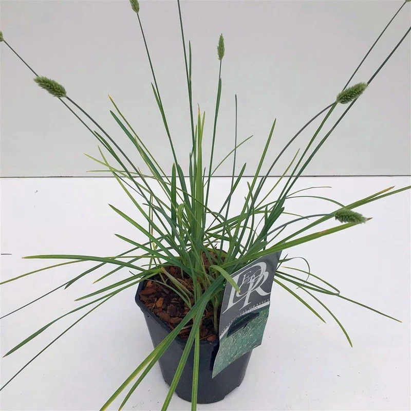 Sesleria nitida C2 (2 liters kruka)