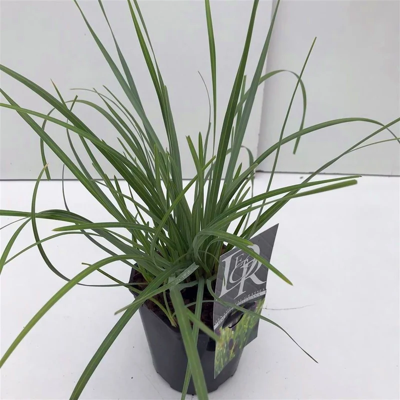 Sesleria heufleriana C2 (2 liters kruka)