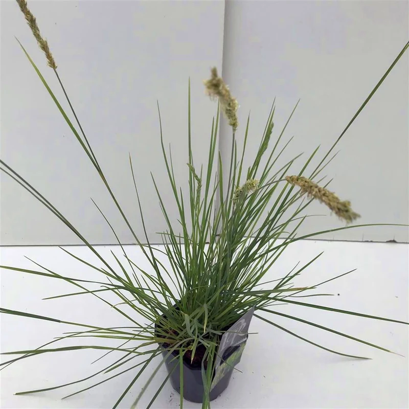Sesleria autumnalis C2 (2 liters kruka)