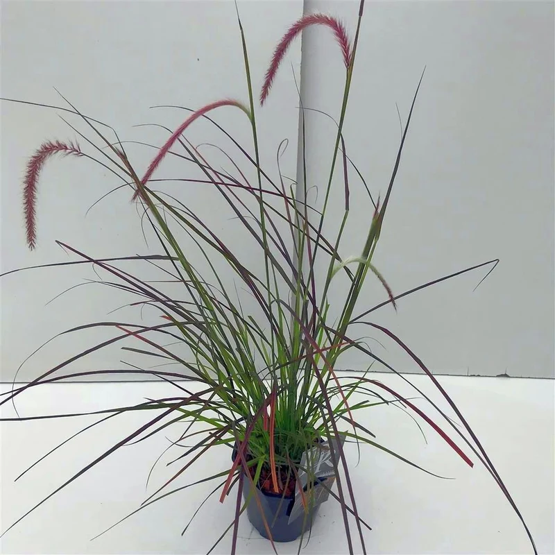Pennisetum advena 'Rubrum Dwarf' C2 (2 liters kruka / 17 cm kruka)